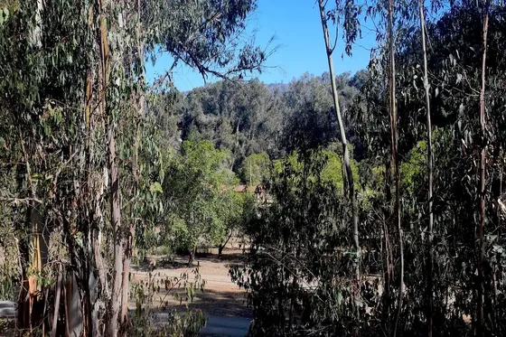 En Venta Interesantes Terrenos Cerca De La Playa De Cachagua
