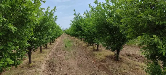 Finca En Venta En Bowen, General Alvear, Mendoza