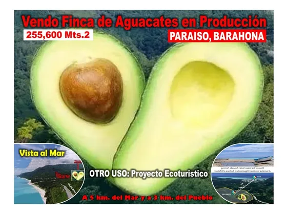 Vendo Finca De Aguacate En Produccion En Paraíso, Barahona, 255,600 Mts.2, Vista Al Mar