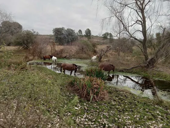 Terreno En Venta En Cabalango, 33 Ha. Apto Credito, Con Arroyo.