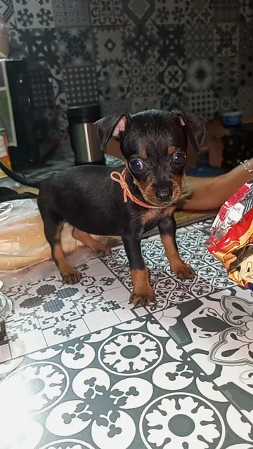 Pincher Miniatura 