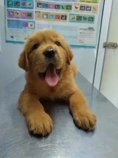Golden retriever puppy shop near me online