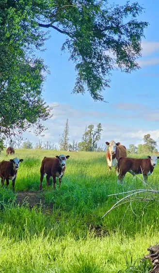 Parcelas A Minutos De Todos Los Atractivos En Los Lagos