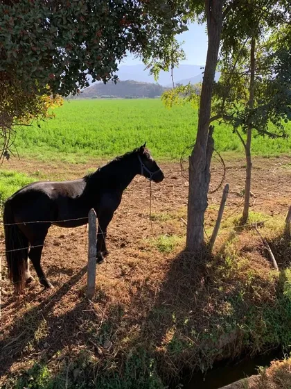 Agrícola En Venta En Curacaví