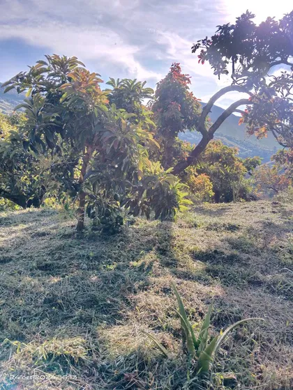 Vendo Finca En Sonsón Ant.