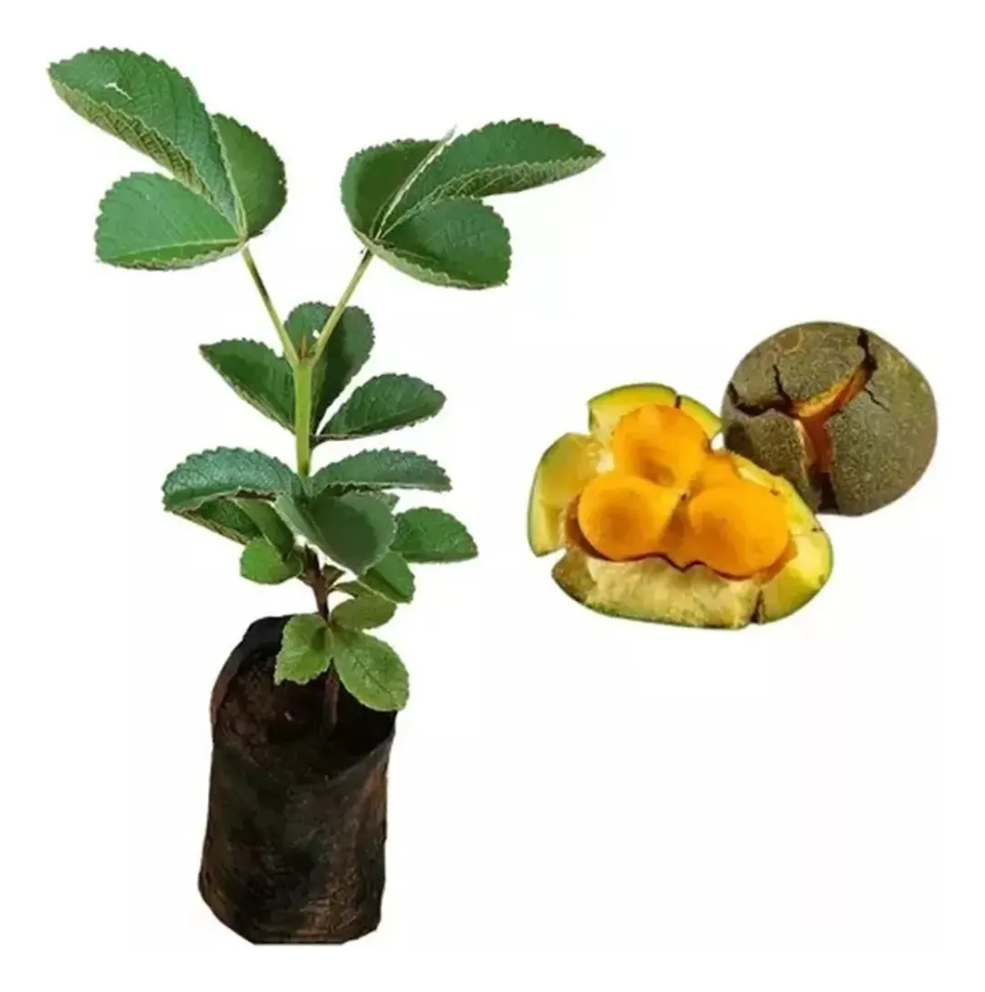 Kit Com 10 Mudas De Frutas Para Pomar E Vazos65568204833281128
