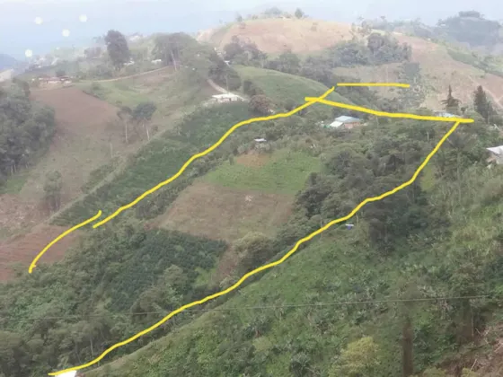 Vendo Finca Cafetera Huila Timana Con Casa Servicios Árboles