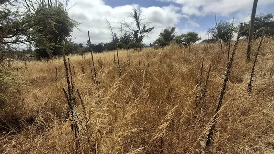 Sitio En Venta En Melipilla