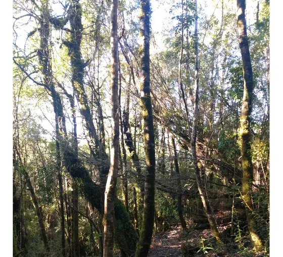 Increíble Parcela Con Bosque Nativo En Chabelita Valdivia 