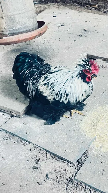 Galo Garnize