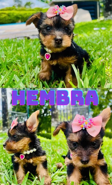 Cachorros Yorkshire Terrier Mini  Entrega En Toda Colombia