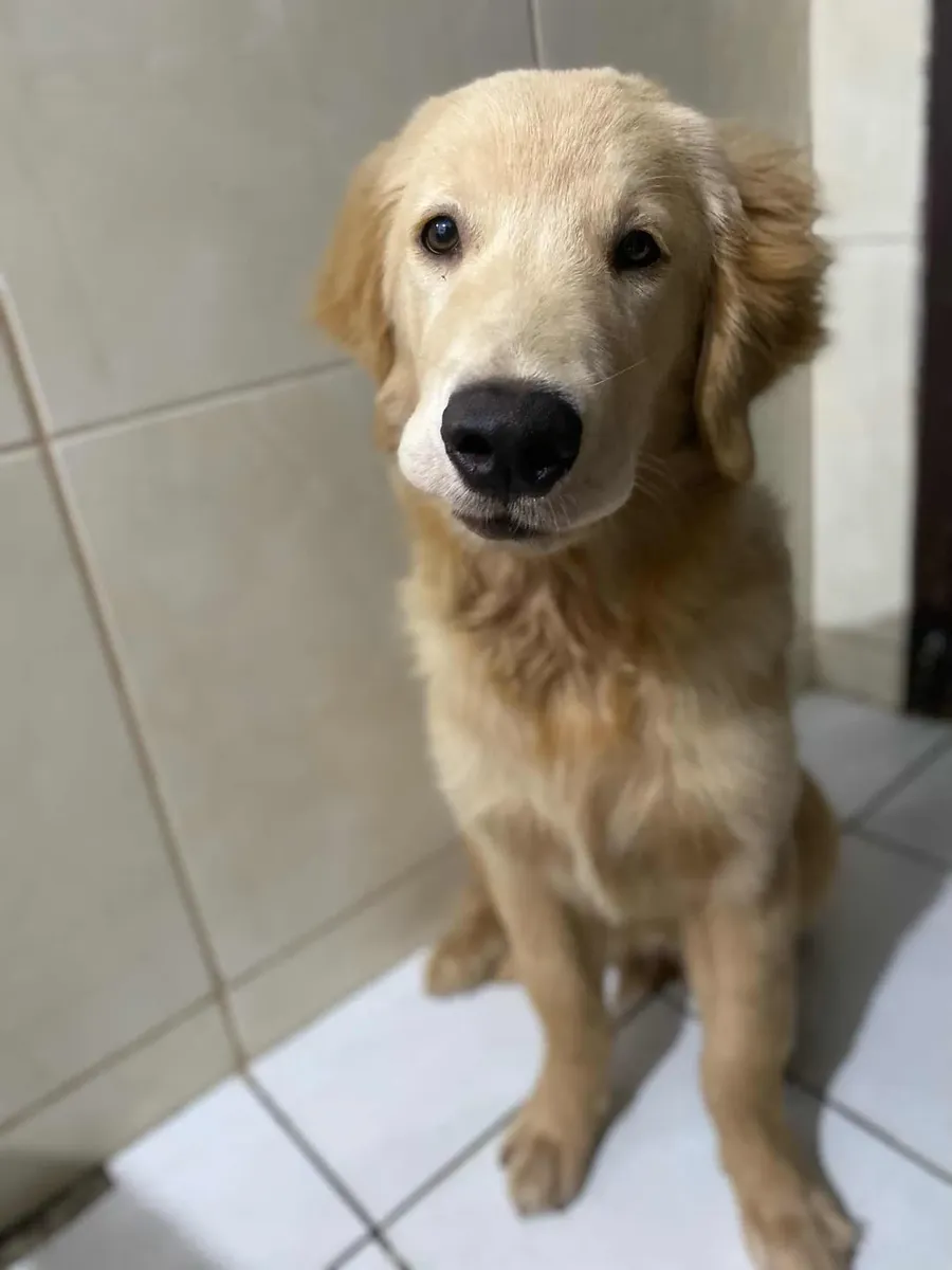 Golden Retriever401919652796846080