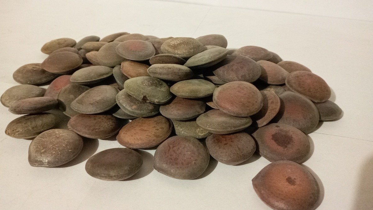 Habas De San Ignacio Como Se Toman Haba De San Ignacio 500 Gr De Semillas Enteras | Envío gratis