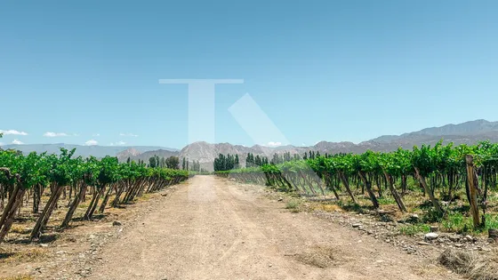 Excepcional Finca Vitivinícola En El Valle Del Ullúm
