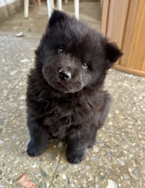 Chow Chow Machitos Negro Y Beige