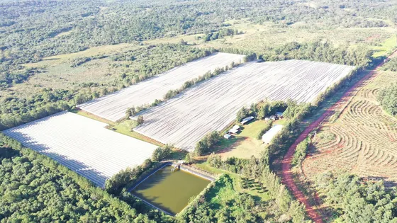 Se Vende, Chacra De Arándanos, En Producción 25 Ha En San José, Apóstoles - Misiones