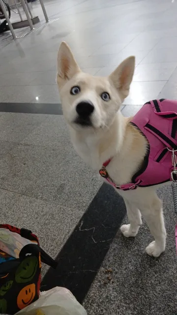 Hosk Siberiano Femia 6 Meses Nome De Cristal