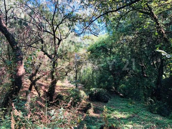 Terreno Venta Cocuatla Tepoztlan San Juan Tlacotenco Ocotes Tepoztlan Morelos