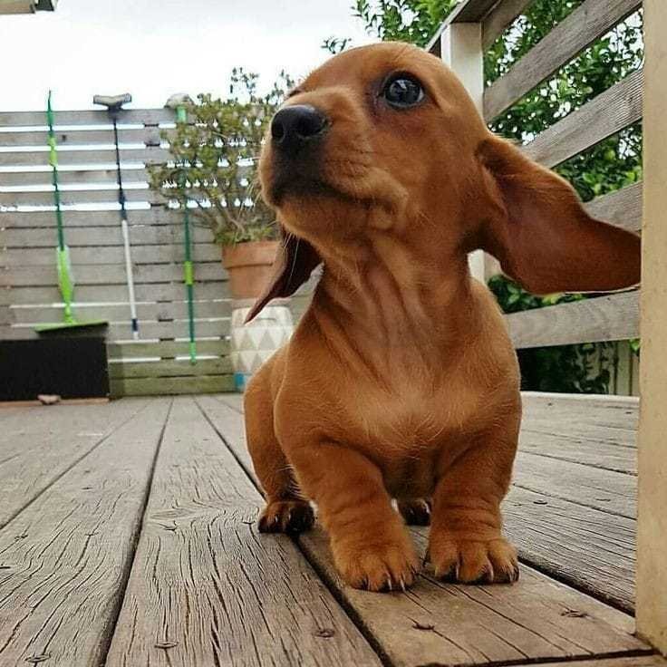 Salchicha Cachorros Bonitos Dahshound Mercado Libre