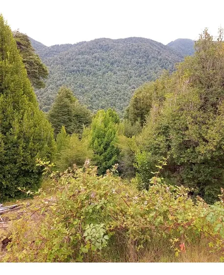 Sitio En Venta 36 Hta Trafampulli - Cunco- Araucanía