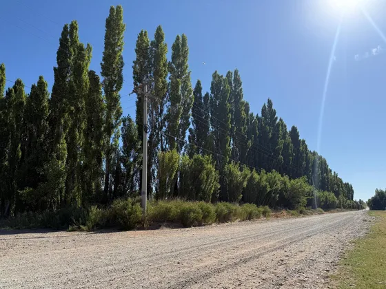 Chacra De 1.7has + Casa En Senillosa | Neuquén