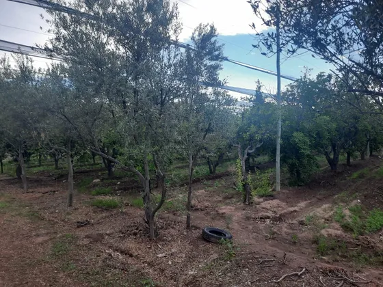 Vendo Finca Con Casa En Rama Caída.  San Rafael Mendoza