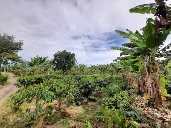 Lote En Venta En Arabia/pereira (279059183).