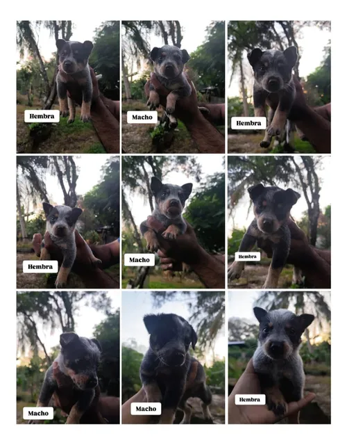 Venta De Cachorros
