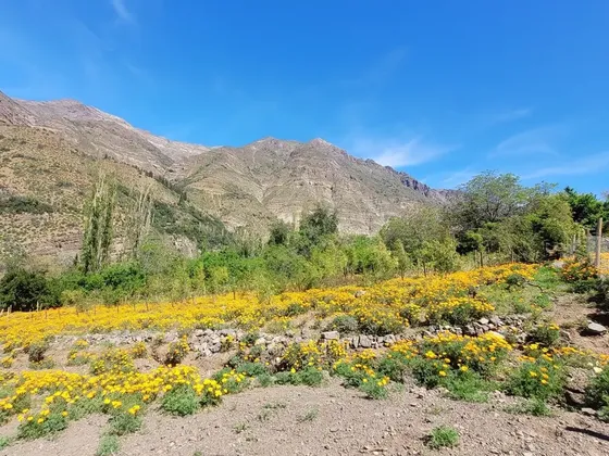 Cajón Del Maipo, San Alfonso, Terreno Con Viñas, Lote 3.
