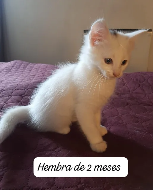 Gato Angora Turco