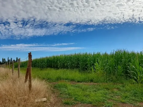 Se Vende Terreno Agricola