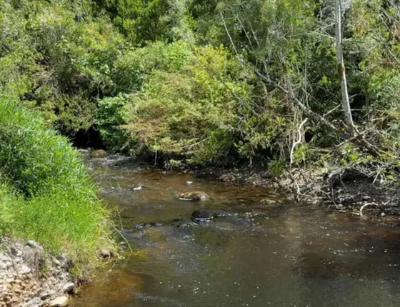 A 10km De Caleta Estaquilla/vegetación Nativa (86922)