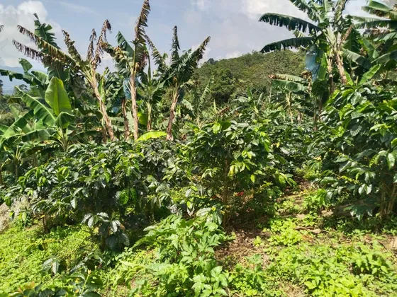 Venta De Finca O Se Permuta