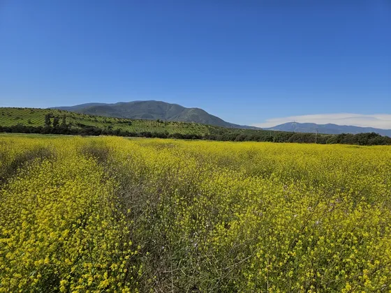 Parcela En Jaururo