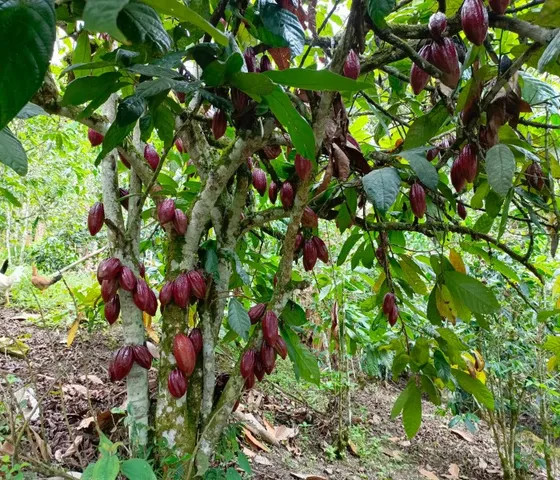 Finca Productiva Con Nacedero De Agua En Pacho Cundinamarca
