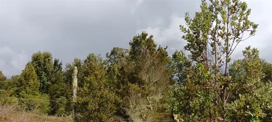 Parcela En Venta En Calbuco