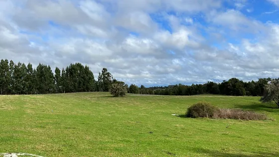 Hermosa Parcela Pradera A 30 Minutos De Puerto Montt