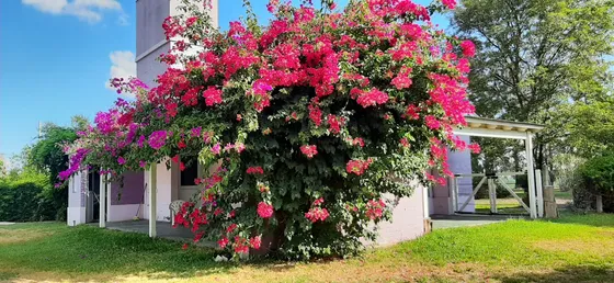 Casa B. Cerrado 4 Amb. C/galeria, Pileta Y Parrilla, Jardín Con Frondosa Vegetación