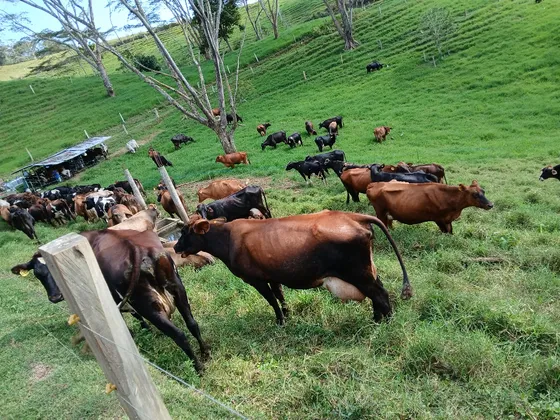 Vendo Finca Ganadera En Restrepo  Valle 