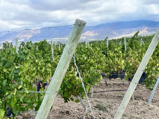 Se Vende Finca En San Carlos (el Cepillo) Mendoza 