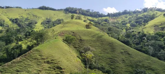 Se Vende Finca Ganadera En Maceo - La Susana 