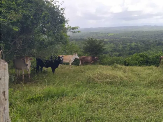 En Venta Finca Para Doble Propósito Jacura Edo. Falcón