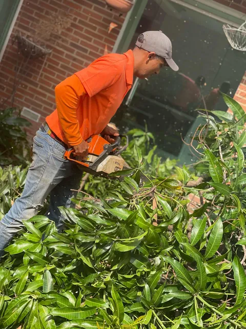 Podas Y Talas De Árboles , Servicios De Áreas Verdes Ferrer
