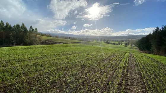 Fundo Forestal, Agrícola, Ganadero, 972ha Purranque