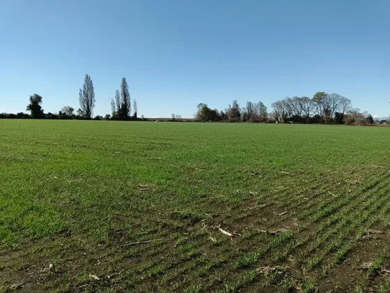 Venta De Parcela Agrícola  Camino Antuco,