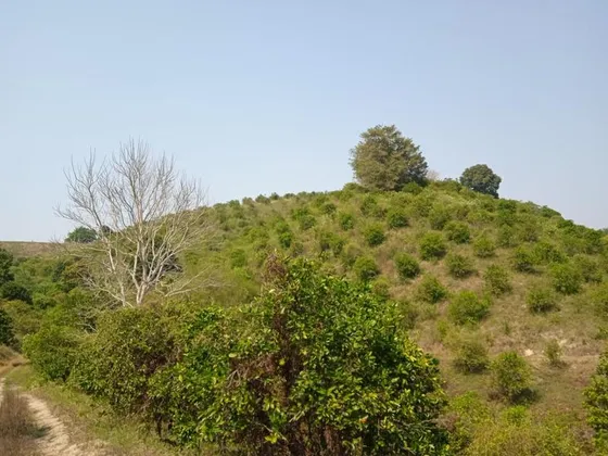 Venta Terreno 23 Hectareas Chiconcoa Tuxpan Veracruz