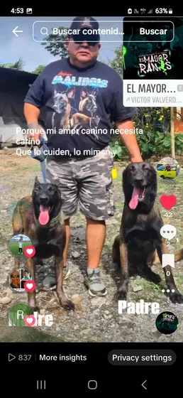 1 Cachorra Pastor Belga Malinois.    2 Vacunas Y Desparacita