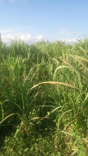 Vendo Finca De 34 Tareas En La Joya De Guerra Con Título