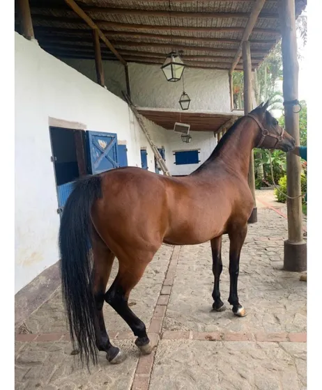 Vendo Caballeriza C/5 Caballos 14.000m2 Tejerías 3053