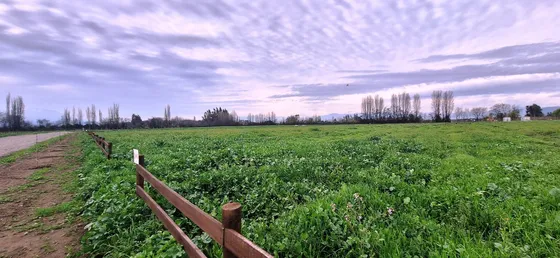En Venta Parcela Olivar